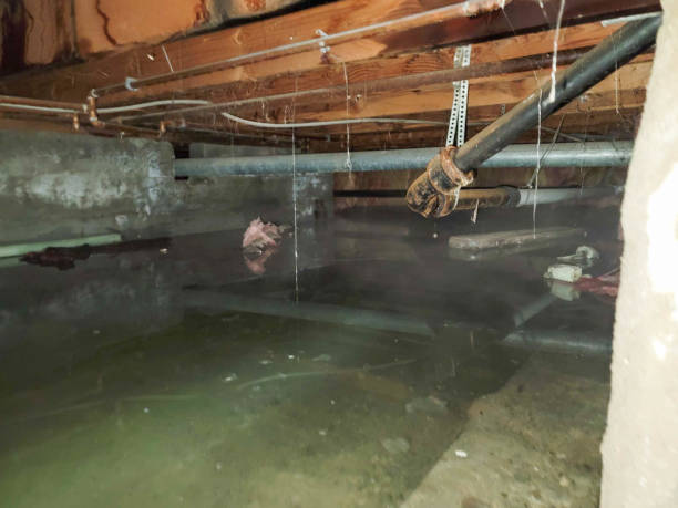 Best Carpet water damage restoration  in Brook Park, OH